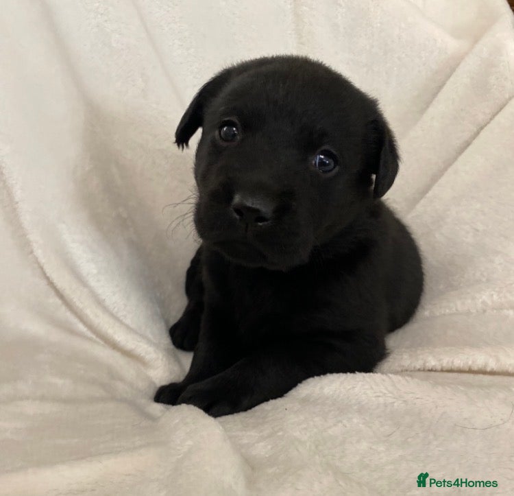 Labrador Retriever dogs Kc registered labradors - Advert 18