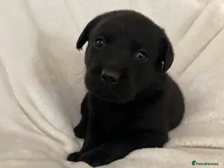 Labrador Retriever dogs Kc registered labradors - Advert 18