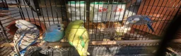 Budgerigars birds for sale: 4x budgie chicks £40 each ready now - Advert 9