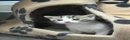 Domestic Shorthair cats for sale: Silver and white Tabby boy  - Advert 11
