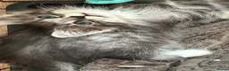 Mixed Breed cats for sale: Norwegian Forest x kittens - Advert 6