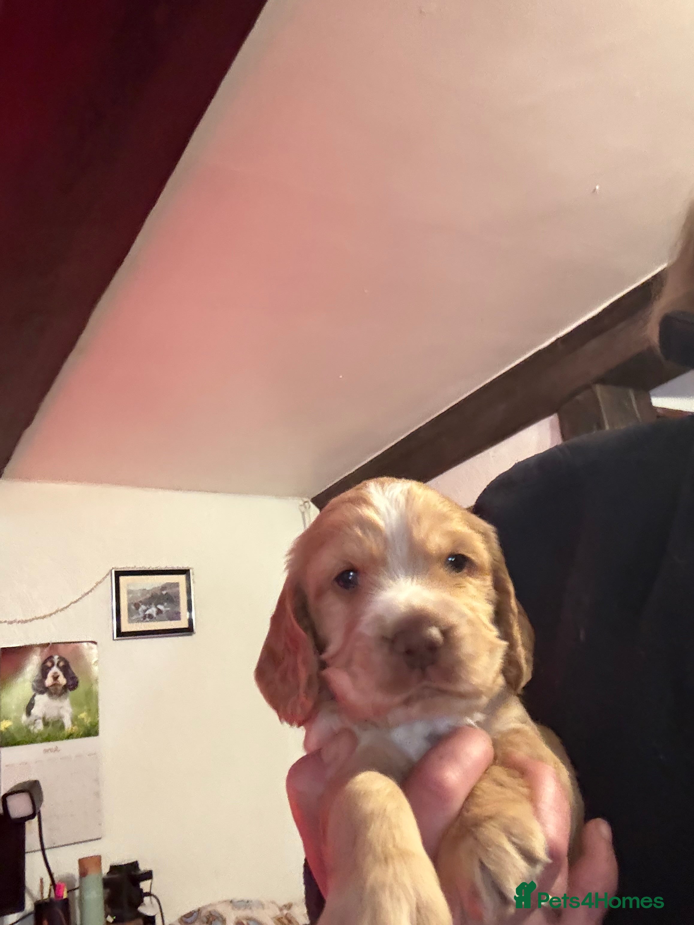 Cocker Spaniel dogs Stunning working cocker spaniels - Advert 2