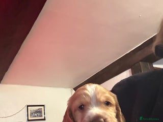 Cocker Spaniel dogs Stunning working cocker spaniels - Advert 2