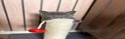 Mixed Breed cats for sale: 4 Beautiful Kittens Looking for Loving Homes - Advert 2