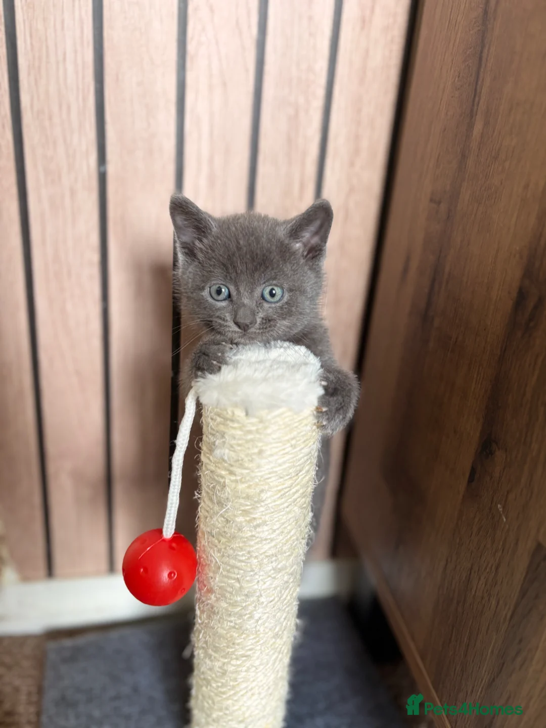 Mixed Breed cats for sale: 4 Beautiful Kittens Looking for Loving Homes - Advert 2