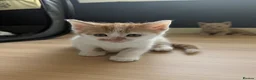 Mixed Breed cats for sale: 🐾Kittens Looking for Their New Forever Homes!!🐾 in Alexandria - Advert 8