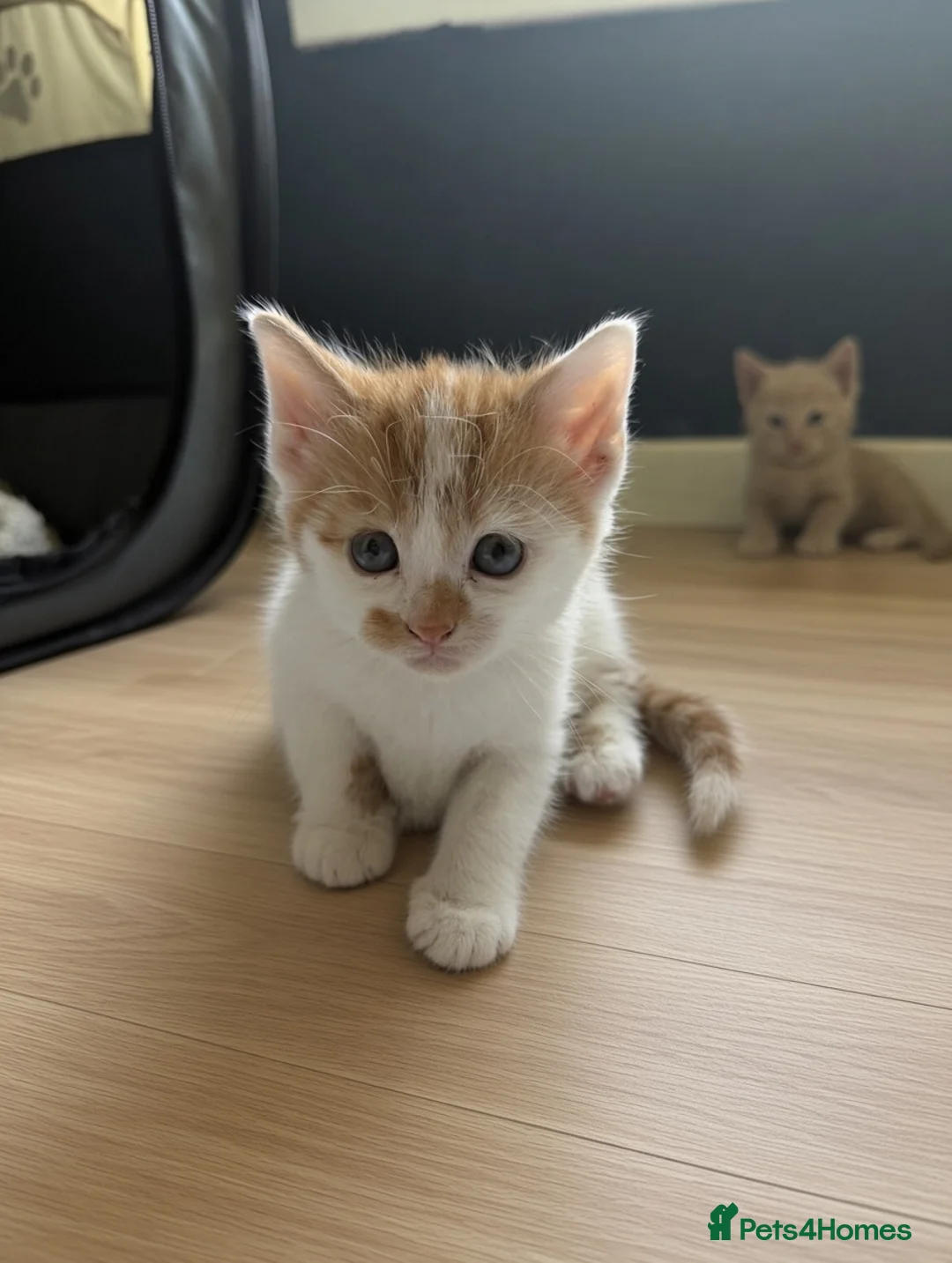 Mixed Breed cats for sale: 🐾Kittens Looking for Their New Forever Homes!!🐾 in Alexandria - Advert 8