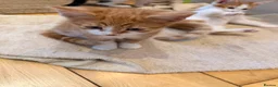 Mixed Breed cats for sale: Stunning Mixed Breed Kittens in London - Advert 10