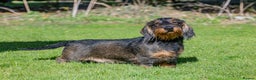 Dachshund dogs for stud: CHAMPION LINES 0% COI WIREHAIRED DACHSHUND STUD  in Stockton-on-Tees - Advert 6