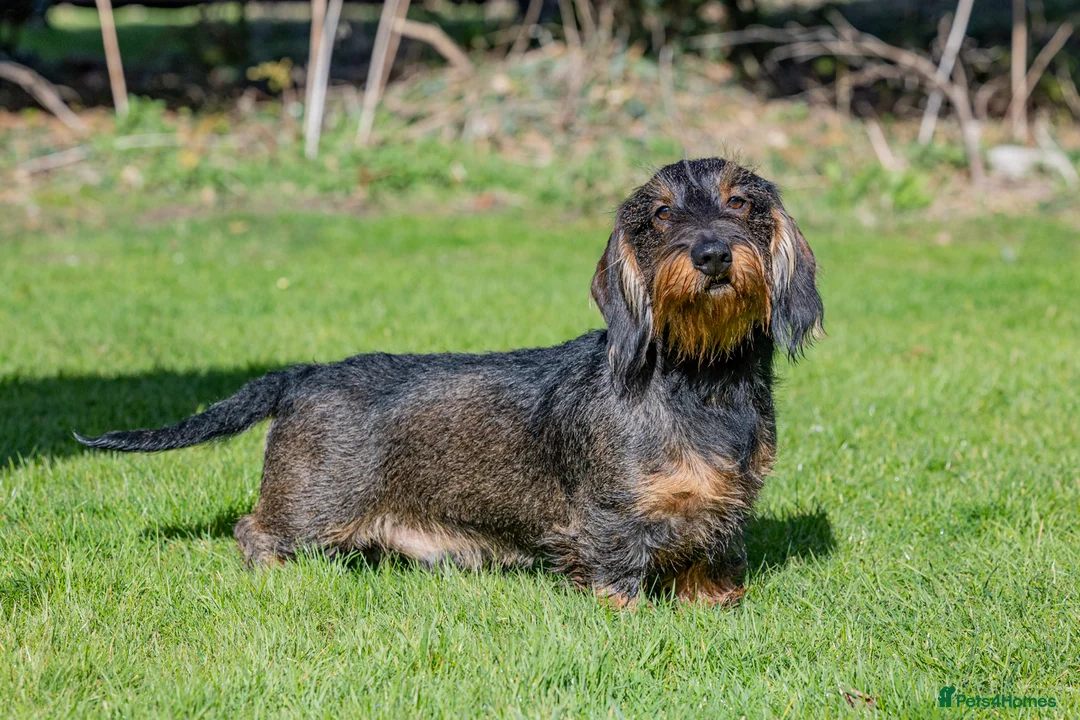 Dachshund dogs for stud: CHAMPION LINES 0% COI WIREHAIRED DACHSHUND STUD  in Stockton-on-Tees - Advert 6