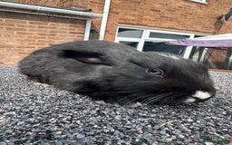 Mini Lop rabbits for sale: Mini lop bunnies - Image 2