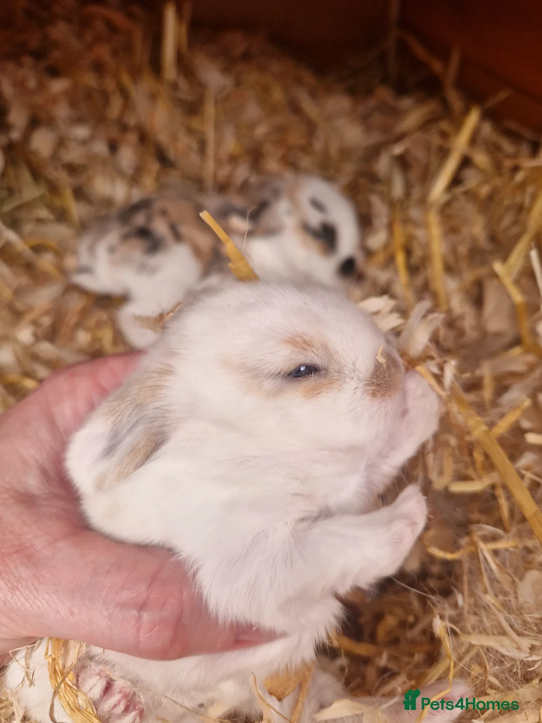Mini Lop rabbits for sale: Stunning Mini lops in Knighton - Advert 5