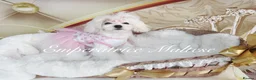 Maltese dogs for sale: Tiny KC Reg. Korean Show line puppies!  - Advert 11