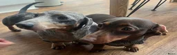 Miniature Dachshund dogs for sale: Coming soon! KC Reg Miniature Dachshunds - Advert 3