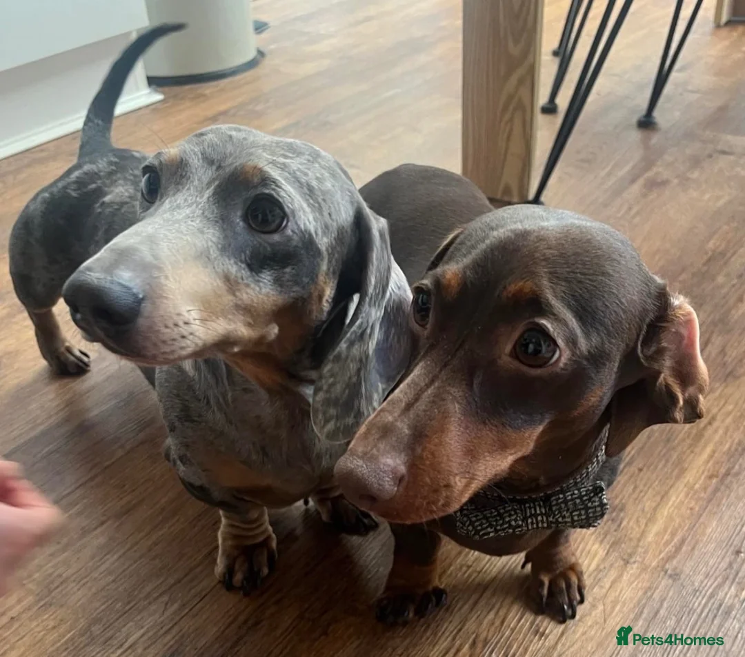 Miniature Dachshund dogs for sale: Coming soon! KC Reg Miniature Dachshunds - Advert 3
