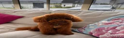 Maltipoo dogs for sale: Teddy bear maltipoo pups - Advert 17