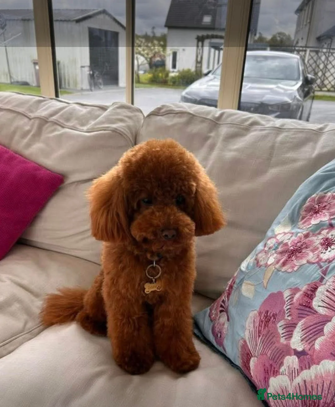 Maltipoo dogs for sale: Teddy bear maltipoo pups - Advert 17