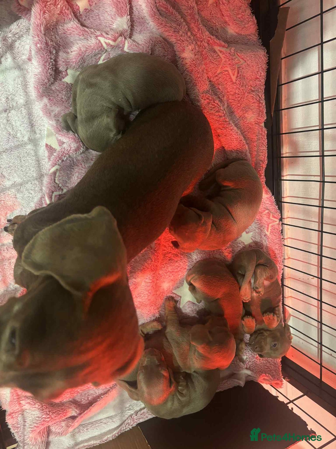 Miniature Dachshund dogs for sale: 6 Beautifull mini dachshunds - Advert 8