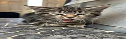 Mixed Breed cats for sale: Kittens  in Bradford - Advert 1