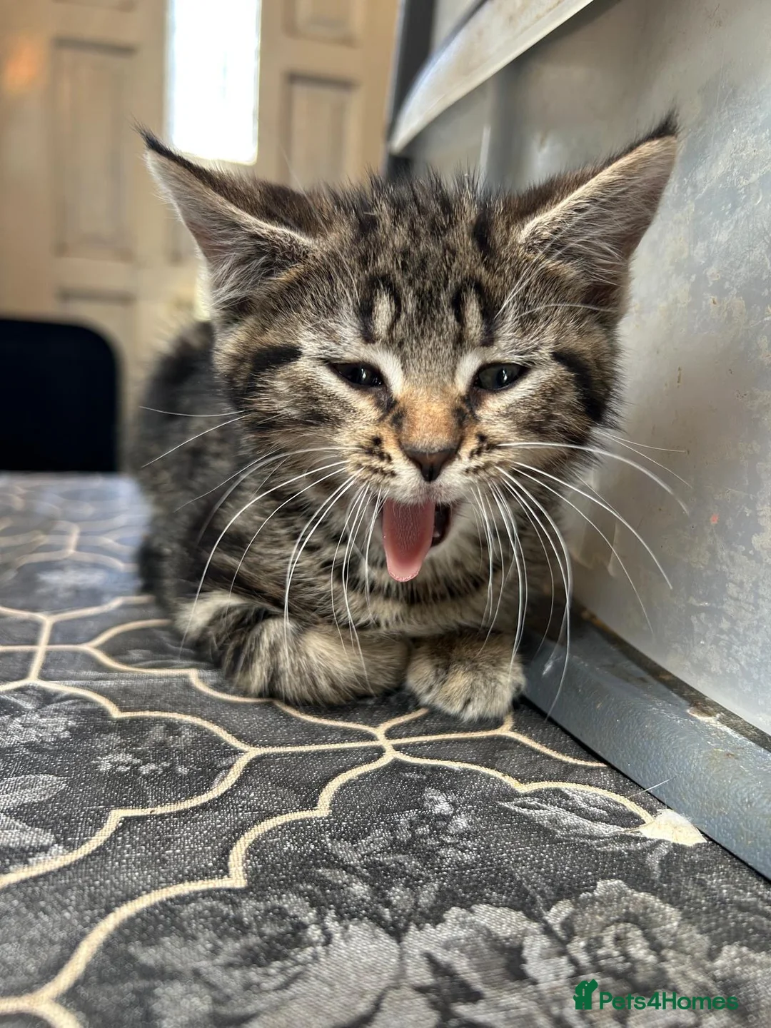 Mixed Breed cats for sale: Kittens  in Bradford - Advert 1
