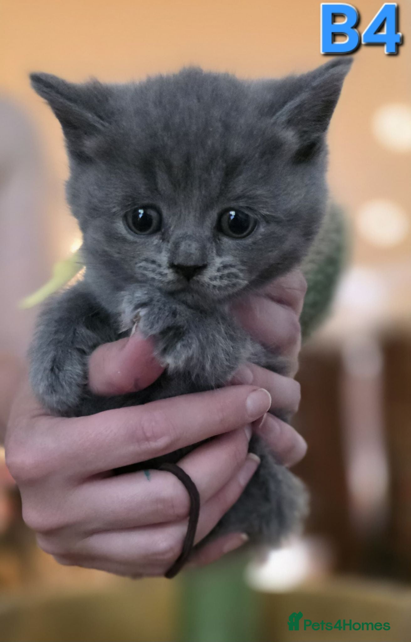 British Shorthair cats 9 british short hair /longhair kittens  - Advert 3