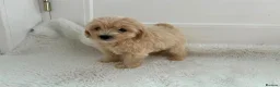 Maltipoo dogs for sale: Adorable Maltipoo Puppies  - Advert 3