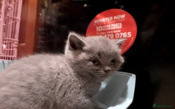 British Shorthair cats for sale: Little british shorthair kittens  - Image 12