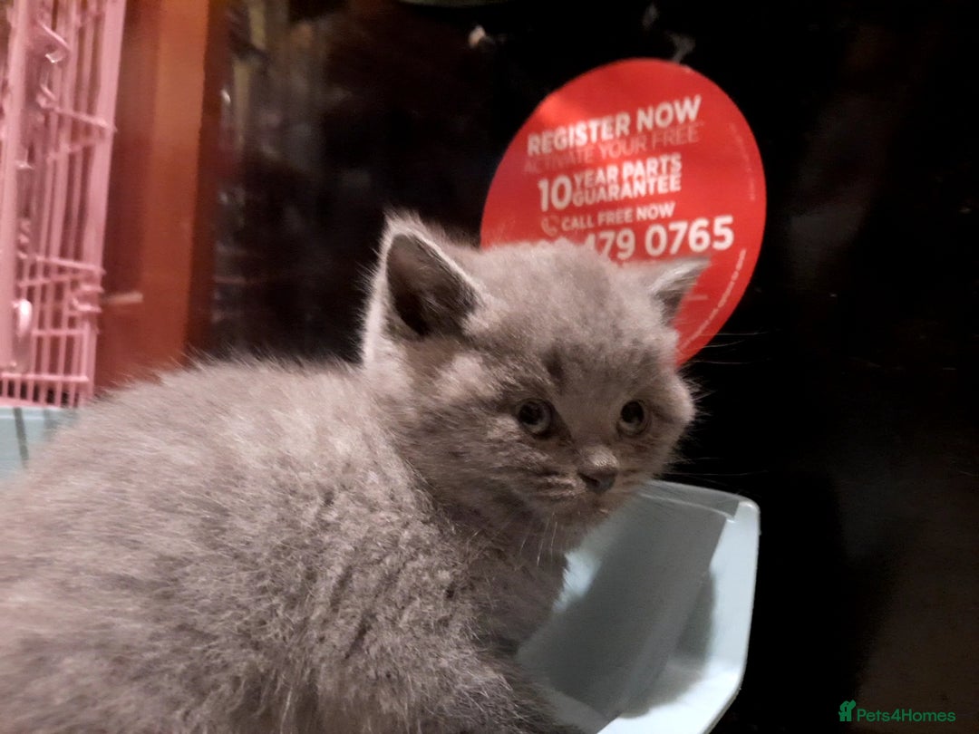 British Shorthair cats for sale: Little british shorthair kittens  - Image 12