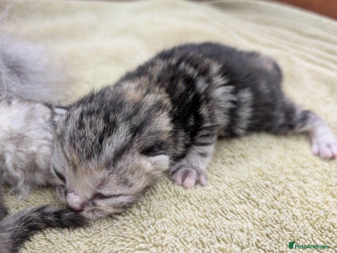Selkirk Rex cats for sale:   💜 Selkirk Rex Kittens Ready 25th November 💜 - Image 4