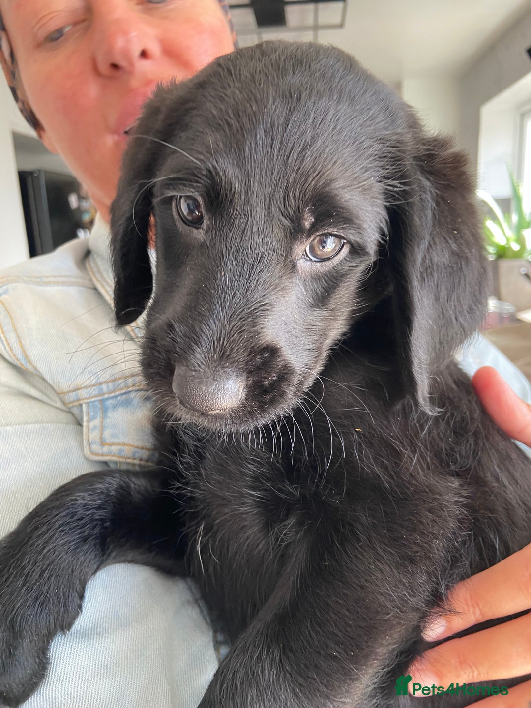 Labradoodle dogs for sale: F1 labradoodles  - Image 10