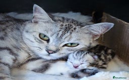 British Shorthair cats for sale: GCCF British Shorthair Silver Kittens - Image 4