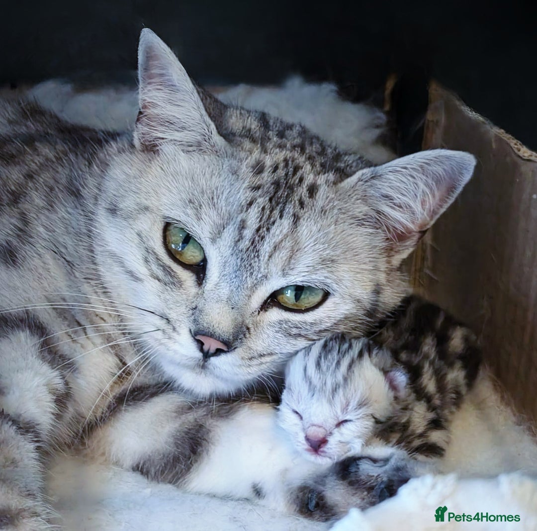 British Shorthair cats for sale: GCCF British Shorthair Silver Kittens - Image 4
