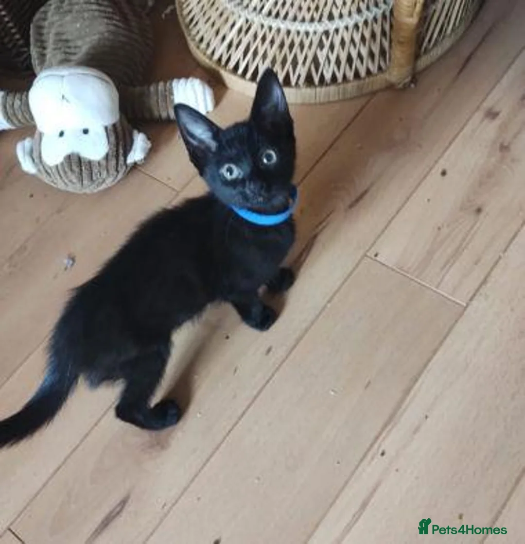 Mixed Breed cats for adoption: KERRY, KENDAL, KODA, KEVIN - Advert 4