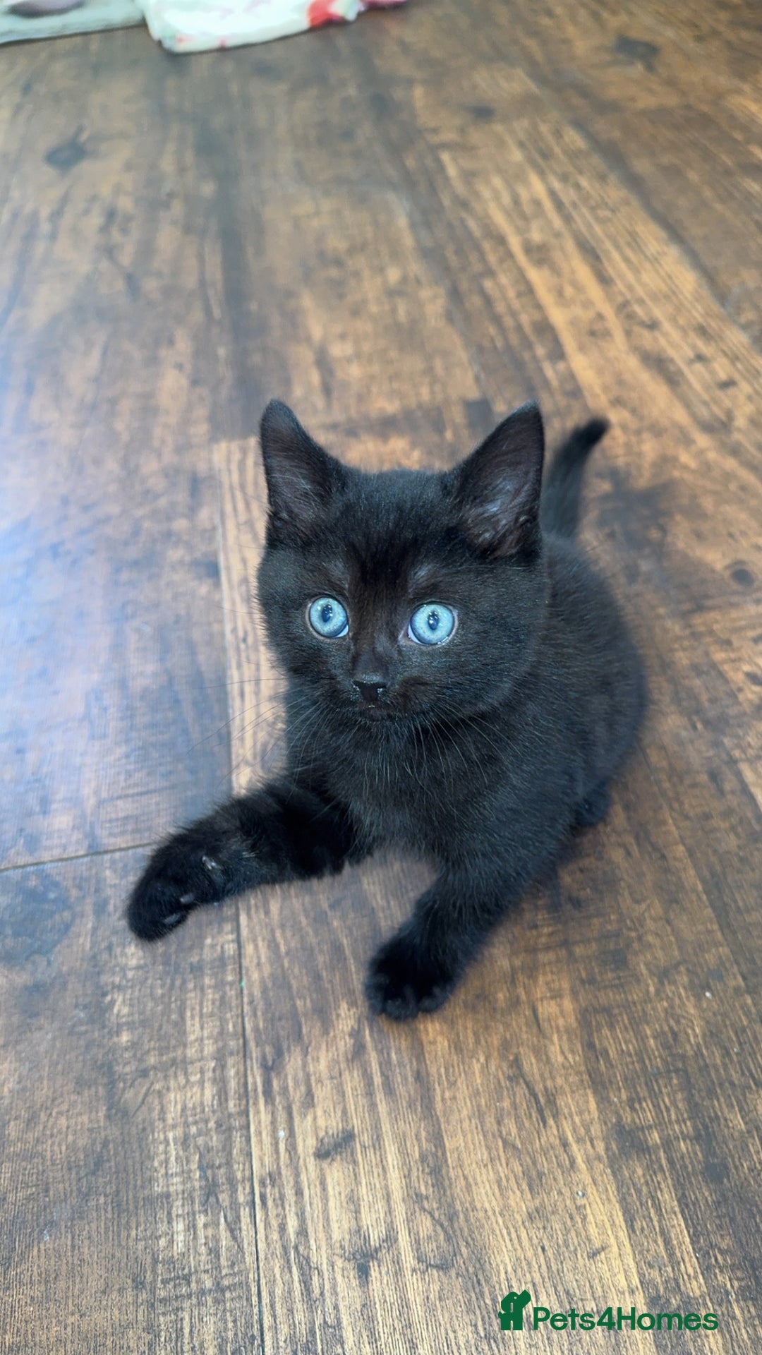 British Shorthair cats for sale: Baby kitten  - Advert 2