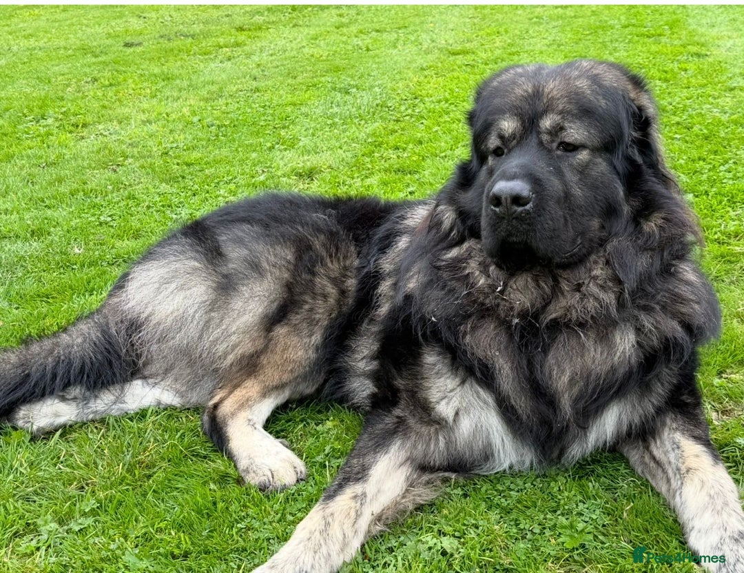 Caucasian Shepherd Dog dogs for stud: Caucasian Shepherd Dog for Stud - Advert 2