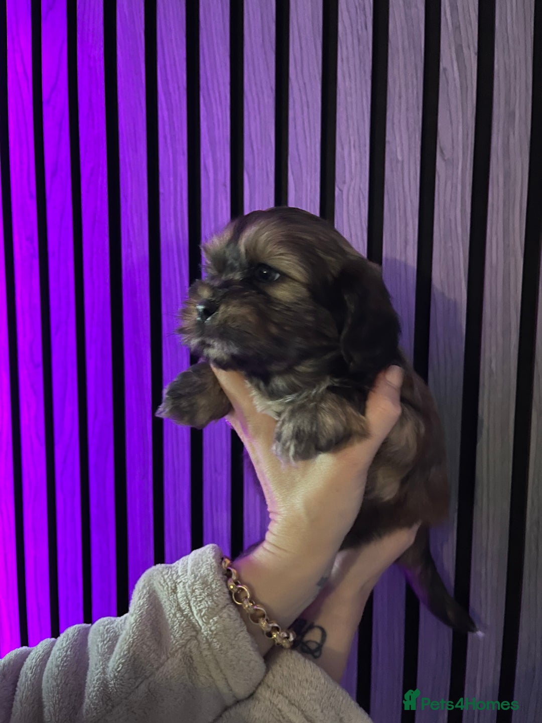 Mixed Breed dogs for sale: Beautiful Shih Tzu X Maltese pups  - Advert 3