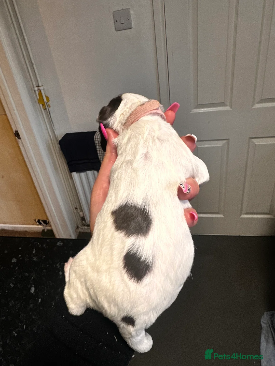 English Springer Spaniel dogs for sale: Gorgeous Working Springer Spaniel Pups! - Advert 9