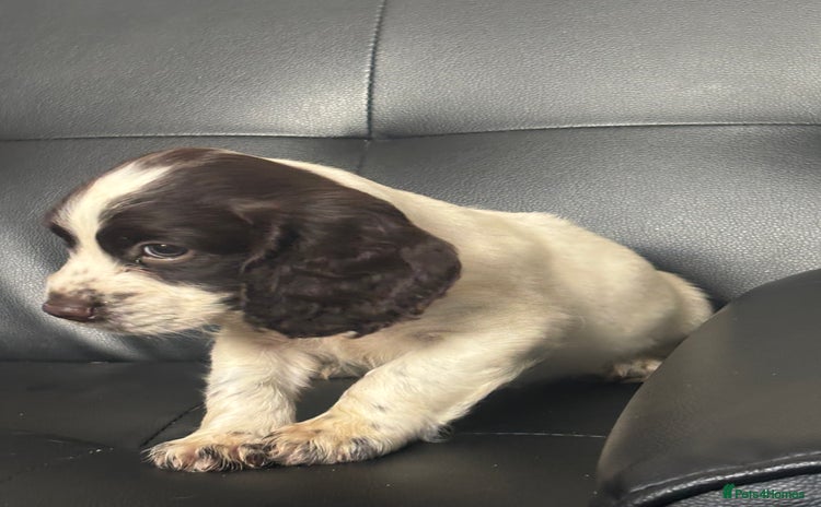 Cocker Spaniel dogs - Advert 11