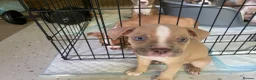 Mixed Breed dogs for sale: Family Raised Bulldog x Boxer Puppies Ready :))) in Bideford - Advert 9