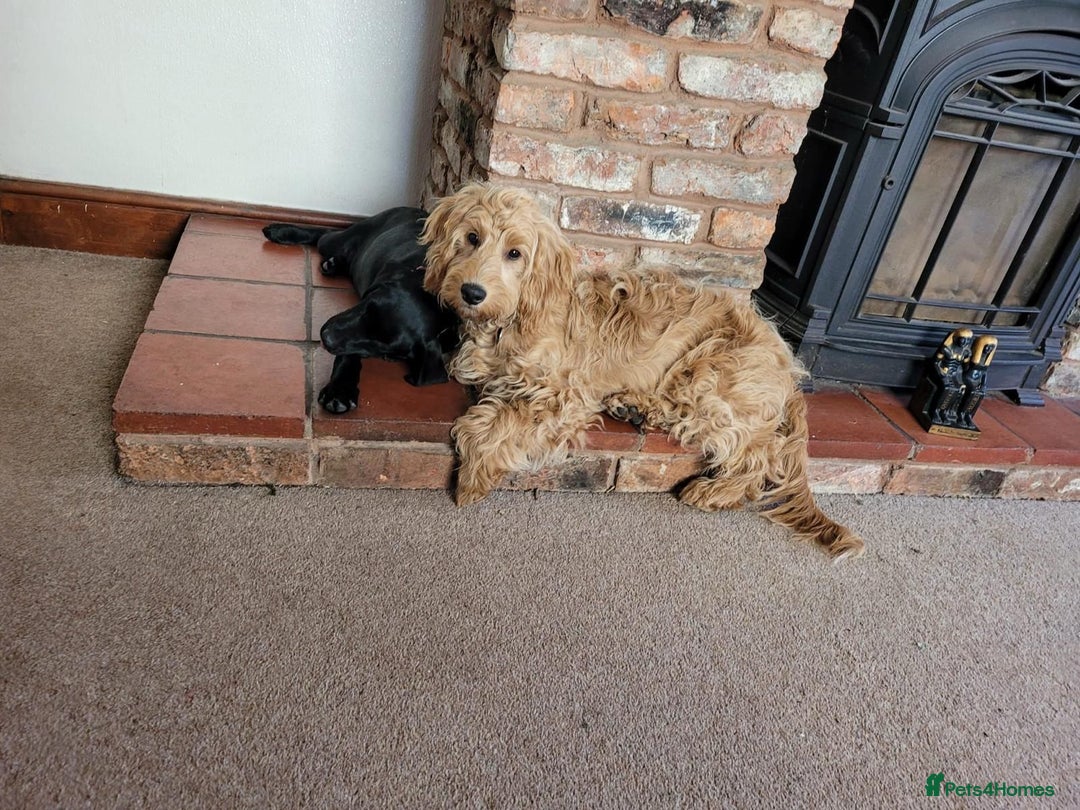 Cockapoo dogs for sale: 7 month old male cockapoo  - Image 2