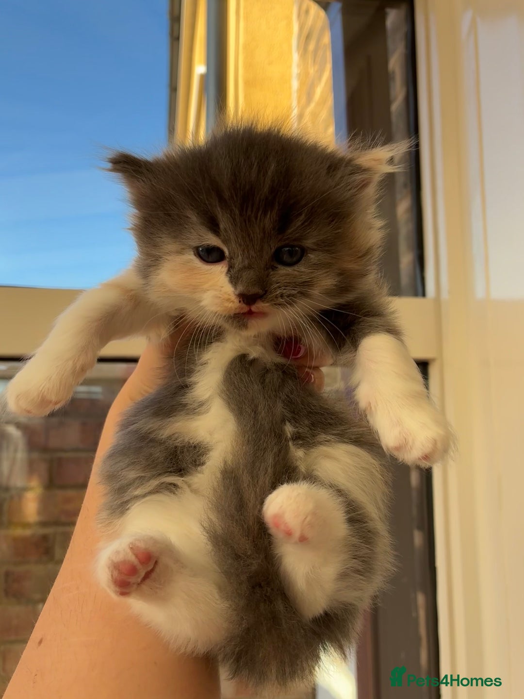 Ragdoll cats for sale: Cuddly Ragdoll X kittens - Image 5