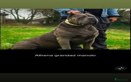 Cane Corso dogs for sale: Cerberus champion bloodline cane corso - Image 13
