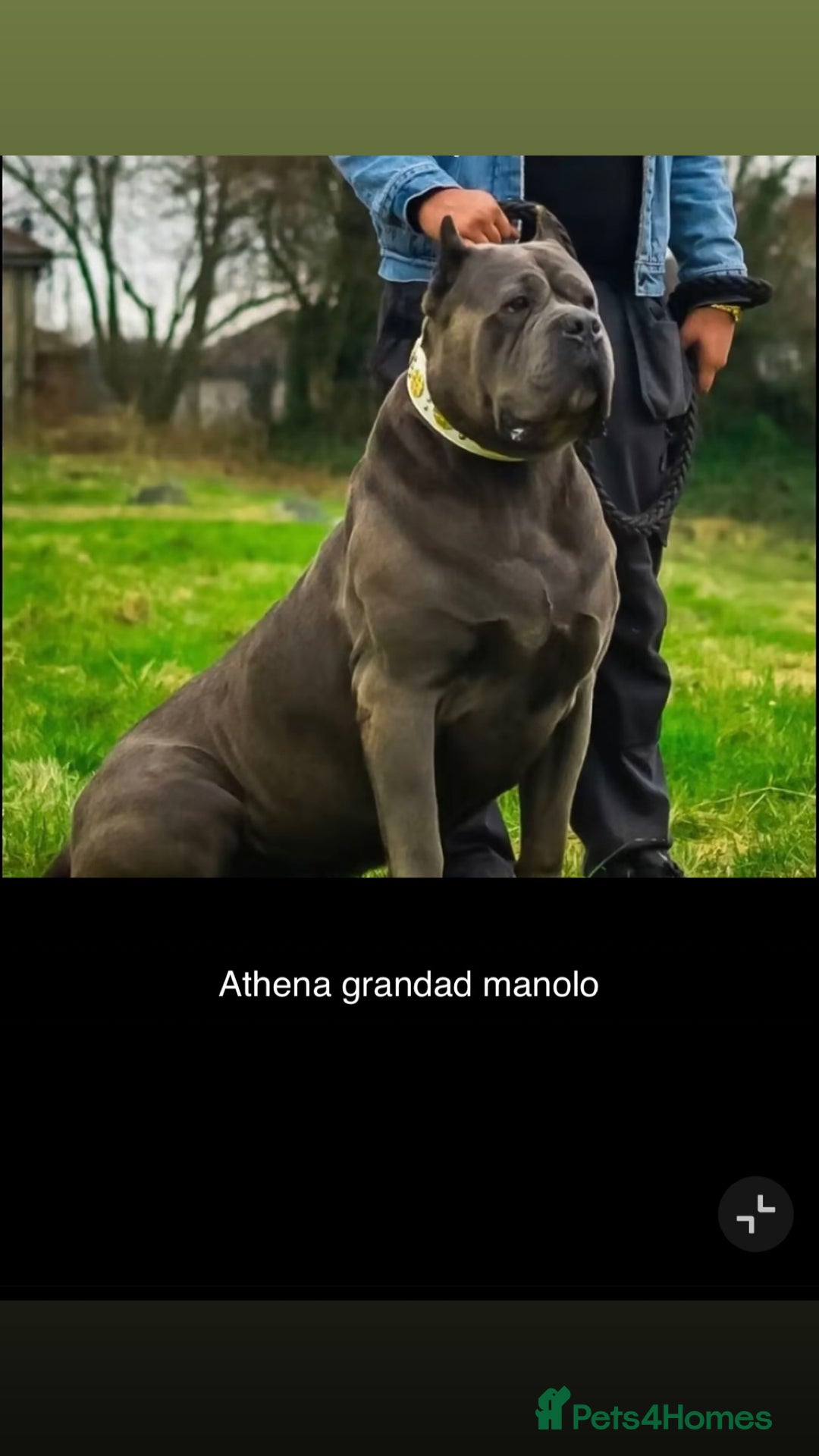 Cane Corso dogs for sale: Cerberus champion bloodline cane corso - Image 13