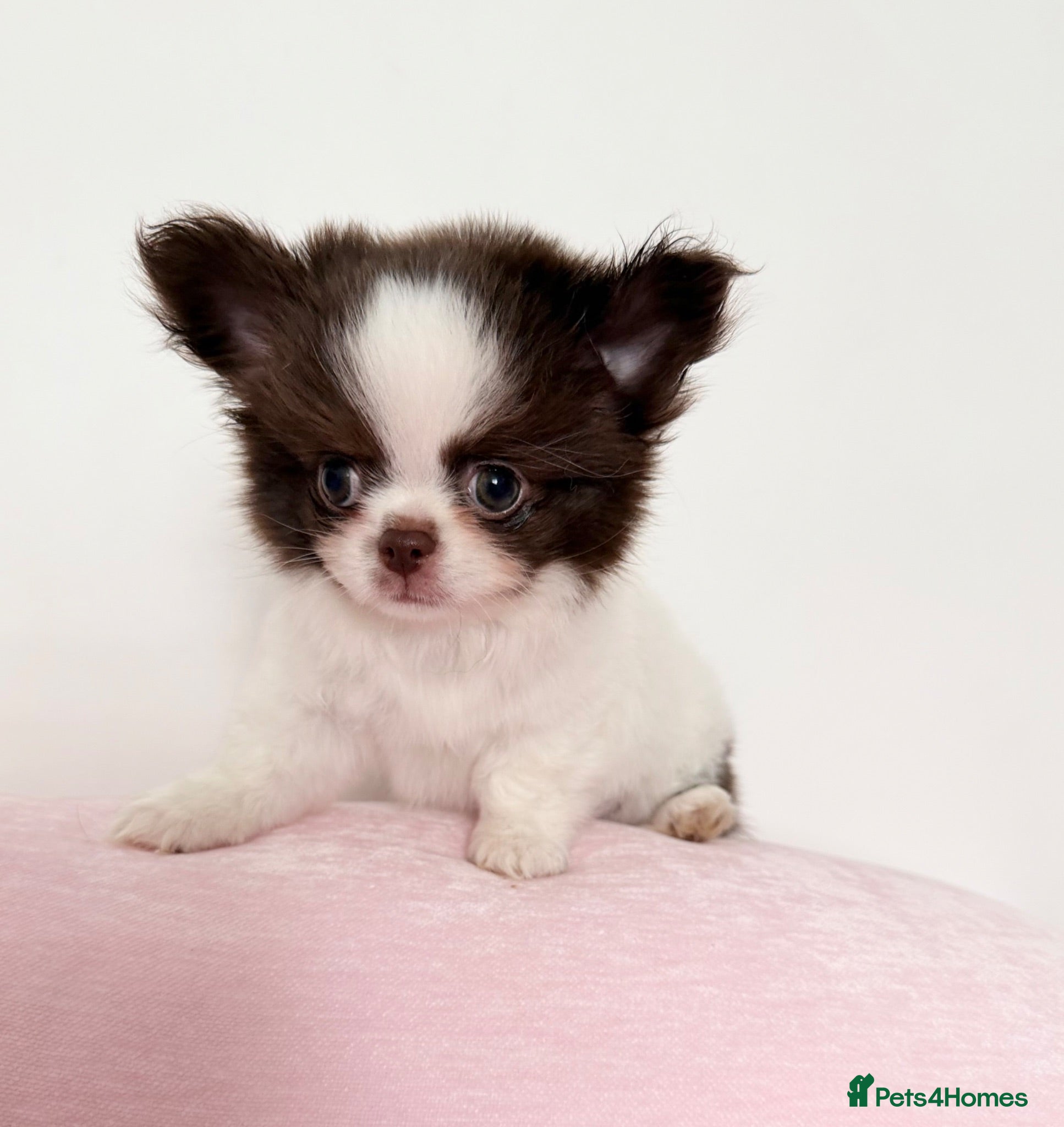 Chihuahua dogs KC registered long coat chihuahua puppies  - Advert 2