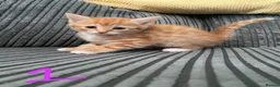 Mixed Breed cats for sale: READY NOW 5 kittens ‘ginger females included’ - Advert 4