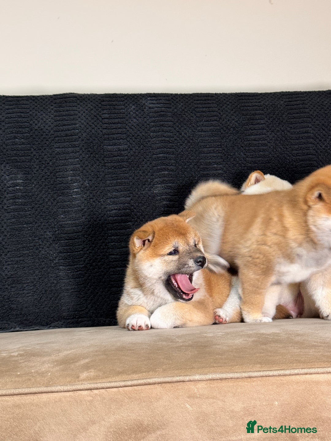 Japanese Shiba Inu dogs for sale: Shiba Inu Puppies  - Advert 9