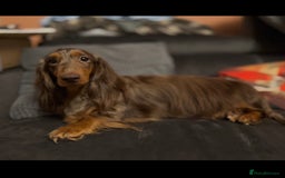 Miniature Dachshund dogs for sale: Beautiful long haired dapple girl  - Image 9