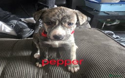 Mixed Breed dogs for sale: PEBBLES LEFTGerman shepherd cross puppies - Image 16