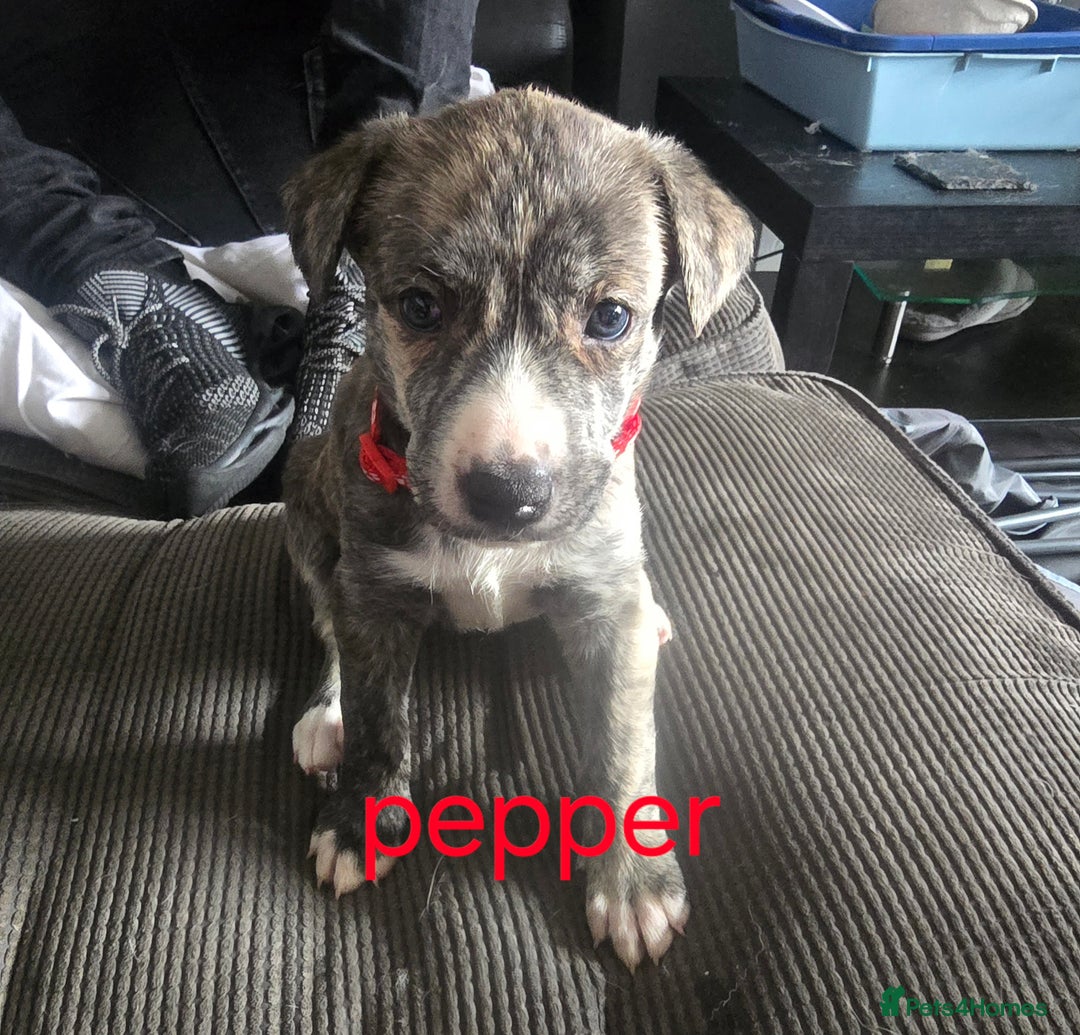 Mixed Breed dogs for sale: PEBBLES LEFTGerman shepherd cross puppies - Image 16