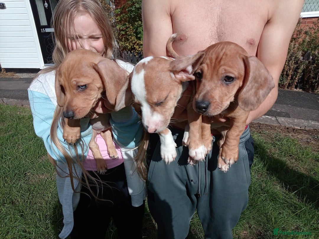 Dachshund dogs for sale: 3 beautiful dachshund puppies ready now - Image 7